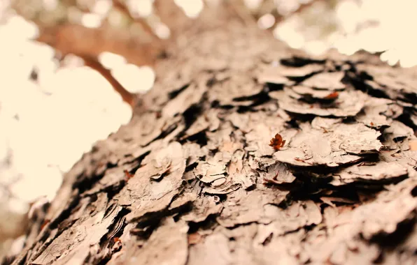 Autumn, macro, nature, tree, blur, bark, wood, bark