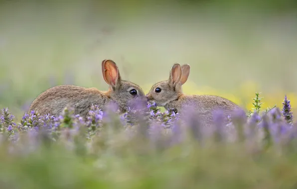 Picture grass, nature, ears, wild rabbit