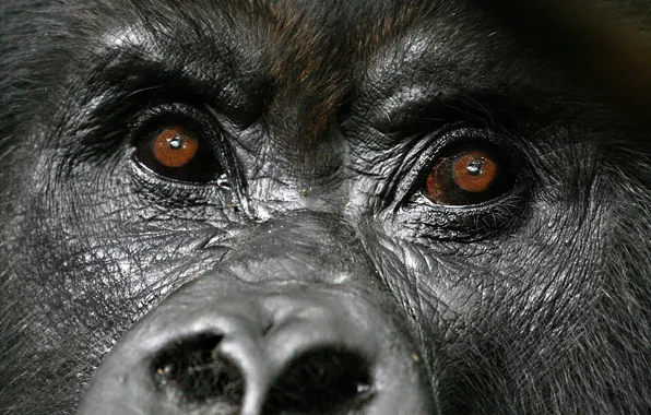 Face, gorilla, diretc gaze