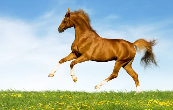 Field, grass, face, nature, background, horse, horse, stallion