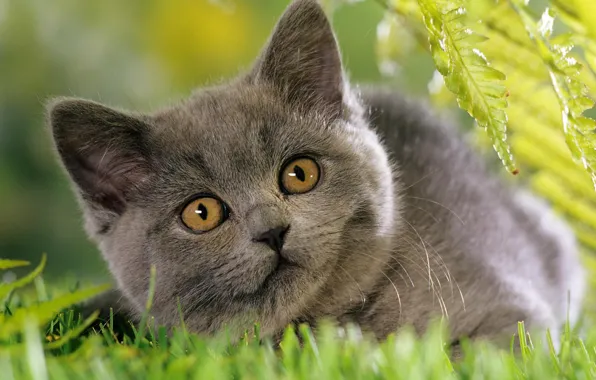 Cat, grass, grey