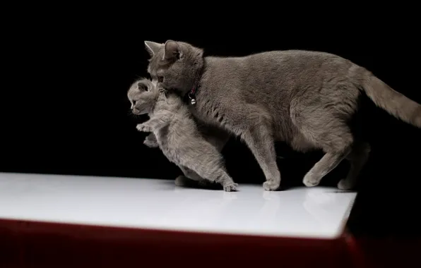Cat, cats, kitty, black background, care, mom, British, drags