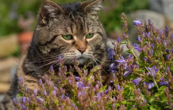 Cat, flowers, face, Kote, kotofeich