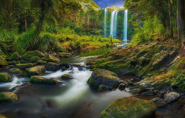 Greens, forest, grass, roots, stones, waterfall, moss, jungle