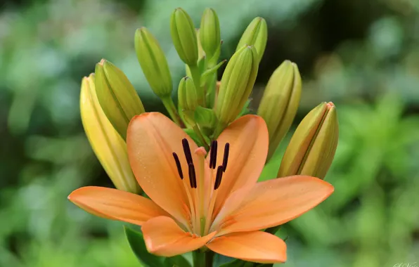 Macro, buds, daylilies