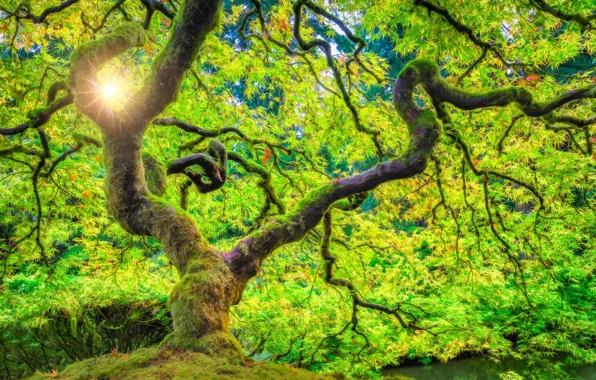 Forest, the sun, rays, tree, Oregon, USA