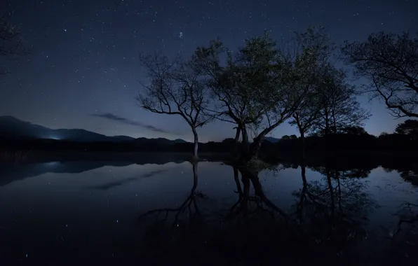 The sky, stars, light, trees, branches, lake, reflection, mirror