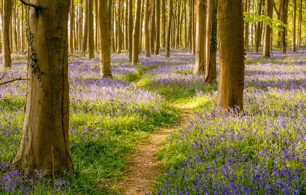 Forest, trees, flowers, nature, trunks, glade, spring, bells