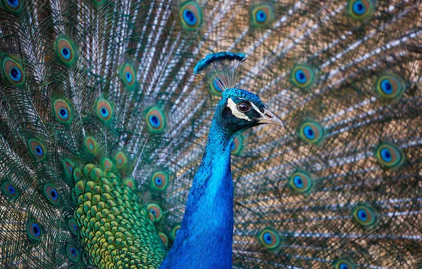 Look, bird, portrait, feathers, tail, peacock