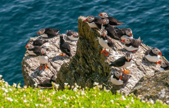 Sea, flowers, birds, rocks, coast, stalled, a lot, bokeh