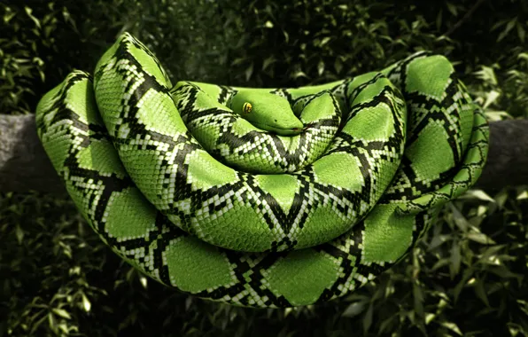Picture leaves, tree, snake, green, render, reptile