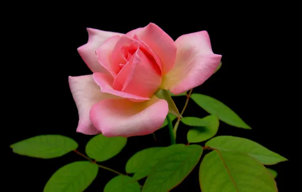 Picture leaves, macro, background, roses, petals, buds