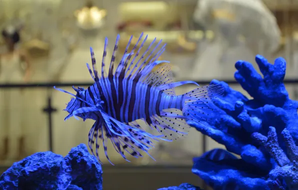 Aquarium, fish, blue