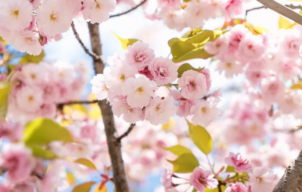 Pink flowers, Sakura, flowering in the spring