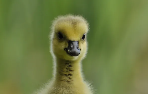 Picture background, eyes, beak, baby, duck