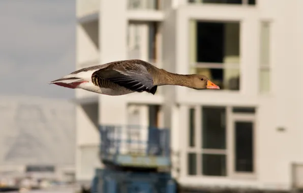Picture the city, flight, duck