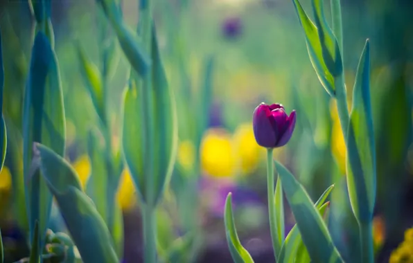 Flower, leaves, background, Tulip, spring, purple
