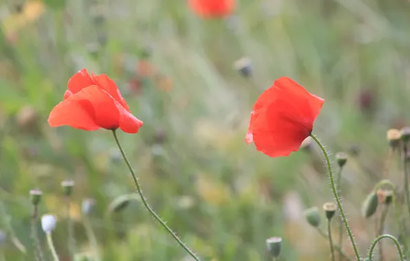 Flowers, red, Maki, petals