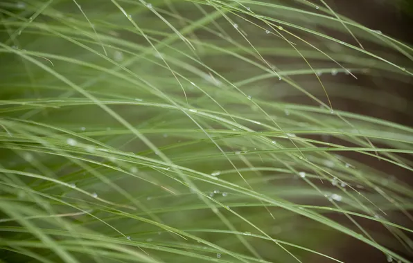 Grass, drops, macro