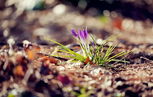 Flowers, spring, glare. blur, the crocuses. lilac