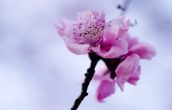 Flower, the sky, pink, branch, spring, Sakura