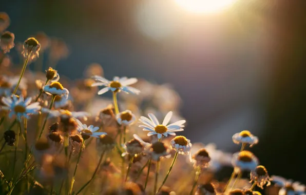 Picture the sun, flowers, background, Wallpaper, Daisy, wallpaper, flowers, widescreen