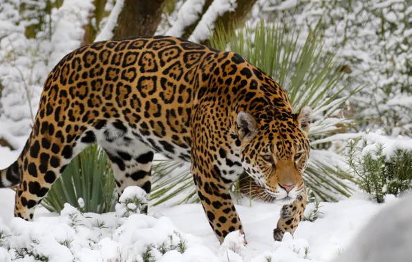 Picture snow, predator, Jaguar