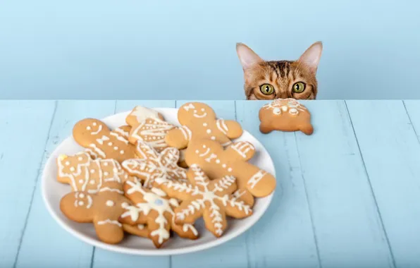 Cat, cat, look, pose, face