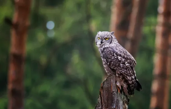 Picture the rain, forest, look, trees, green, background, rain, owl
