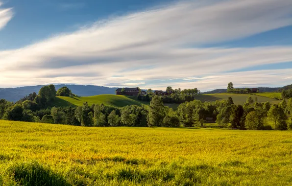 Picture field, summer, the sky, grass, clouds, trees, nature, hills