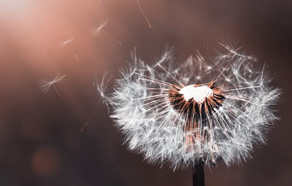 White, flower, the sun, macro, background, dandelion, fuzzes, bokeh