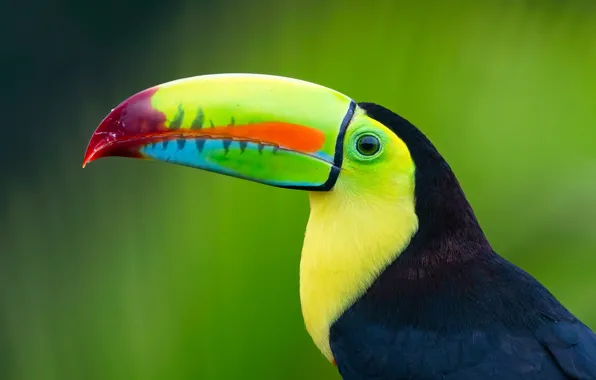 Bird, portrait, profile, Toucan, green background