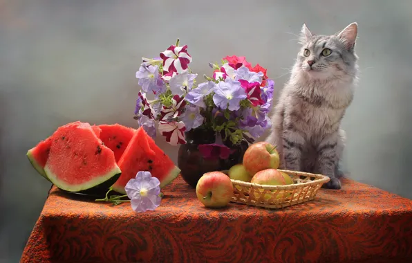 Picture cat, flowers, table, animal, apples, watermelon, vase, basket