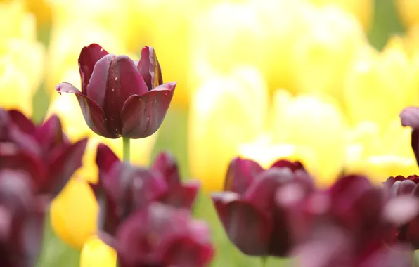 Flowers, spring, Tulips, flowering