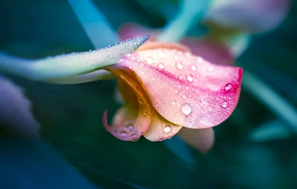 Flower, drops, macro, pink, Bud, gladiolus