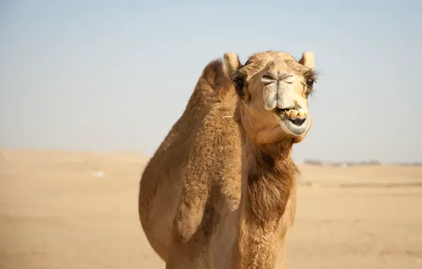 Picture nature, desert, camel