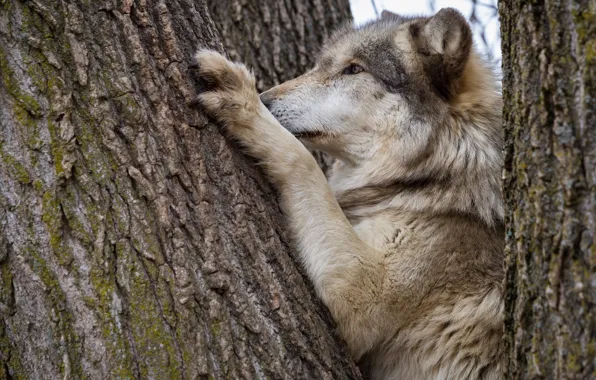 Picture face, tree, wolf, predator, paws, trunk, bark