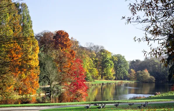 The sky, trees, landscape, nature, lake, duck, sky, trees