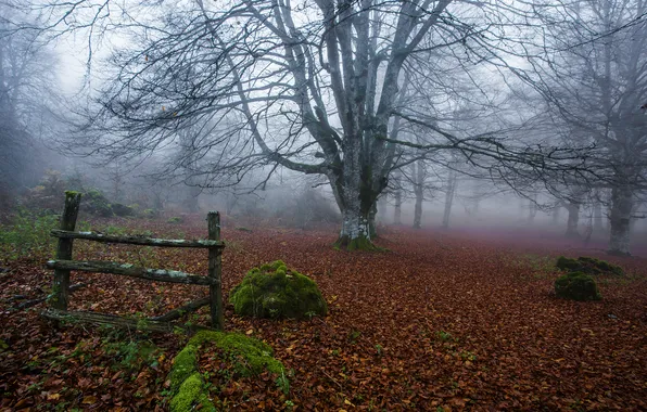 Autumn, forest, fog