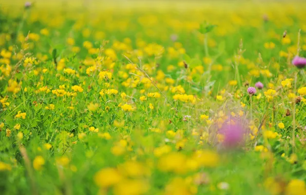 Flowers, blur, field, buttercups