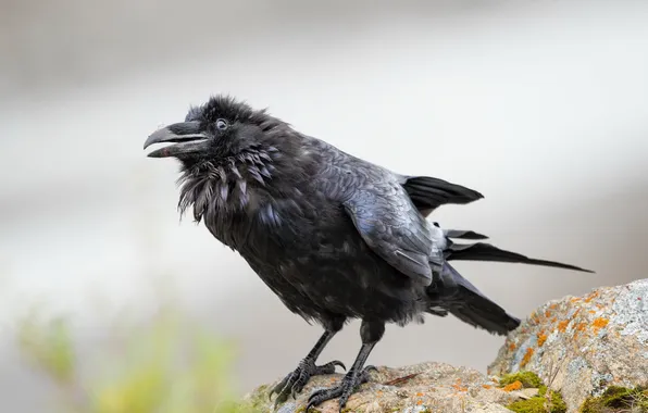 Nature, bird, crow