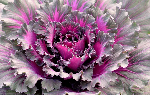 Picture leaves, nature, plant, color