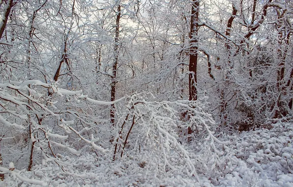 Winter, frost, forest, snow, trees