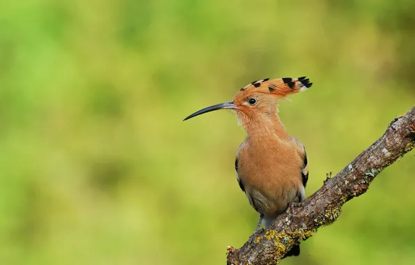 Picture nature, bird, animal