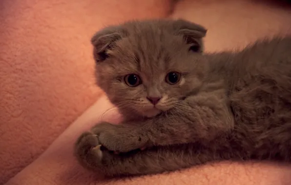 Cat, Cat, fold, British.animal