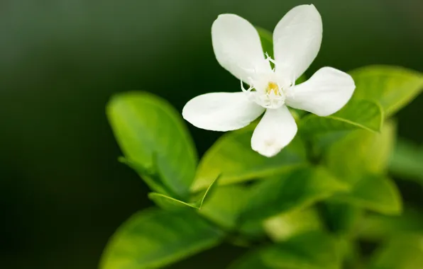 Greens, white, flower, macro, flowers, nature, green, focus