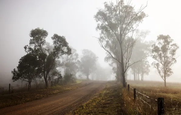 Road, trees, morning, fog, fence, dawn, wire, countryside