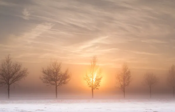 Winter, road, the sun, trees, fog, morning