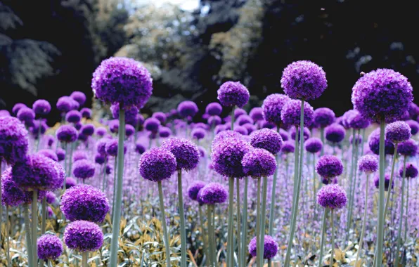 Picture wallpaper, nature, flowers, purple, bloom, glade, alliums