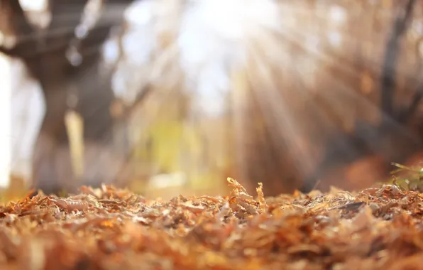 Picture autumn, leaves, rays, background